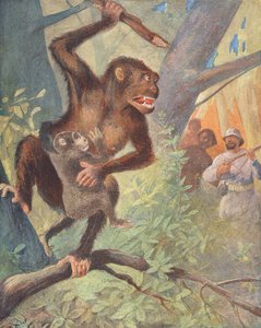 Goryle (kolorowa litografia) autorstwa French School