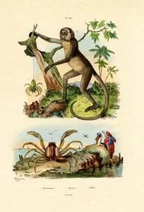 Zielony Pająk Łowcy, 1833-39 autorstwa French School