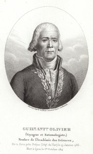 Guillaume Antoine Olivier autorstwa French School
