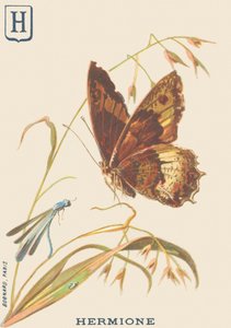 H: Hermiona (Hipparchia hermiona lub Little sylvander) autorstwa French School