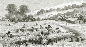 Żniwa koki, Peru, ilustracja z magazynu Le Tour du Monde, 1877 autorstwa French School