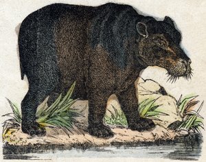 Hippotam. Grawerowanie w „Alfabet des animaux sauvages””. 9. seria. Obraz Epinal, Pellerin, drukarz-wydawca, ok. 1870 r. Ryciny na drewnie, szablon. 16 stron. Wymiary: 20 x 15 cm. Prywatna kolekcja autorstwa French School