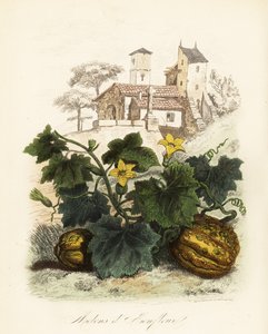Melon Honfleur, Cucumis melo autorstwa French School