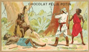 Orangutan myśliwski (chromolitho) autorstwa French School
