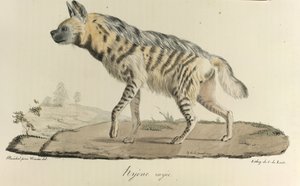 Hiena, hiena pręgowana, z historii naturalnej ssaków (kolor lito) autorstwa French School