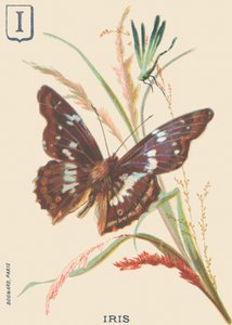 I: Iris (tęczówka Apatura lub zmiana Wielkiego Marsa) autorstwa French School