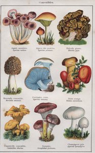 Ilustracja do "Traite de medecine et d