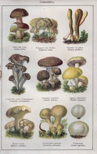 Ilustracja do "Traite de medecine et d