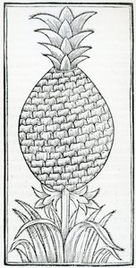Ilustracja z „De la natural history of the Indias”, autorstwa Gonzalo Fernándeza de Oviedo (1478-1557) autorstwa French School