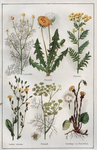 Ilustracja z książki "Mon docteur - Traite de Medecine et d
