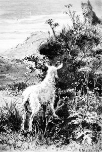 Ilustracja z Mr. Seguins Goat autorstwa Alphonse