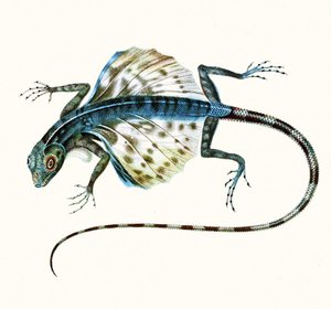 Ilustracja szybującej jaszczurki - Draco Volans 1831 (kolorowa grawerunek) autorstwa French School