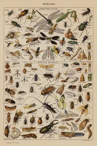 Owady (litografia kolorowa) autorstwa French School