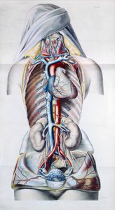 Narządy wewnętrzne kobiety, płyta z badań anatomicznych, fizjologicznych i patologicznych układu żylnego Gilberta Brescheta (1784-1845) rytowana przez Engelmanna, Paryż, 1829 autorstwa French School