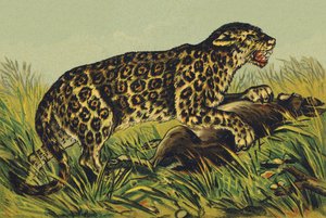 J jak Jaguar autorstwa French School