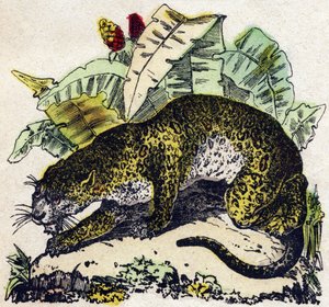 Jaguar. Grawerowanie w „Alfabet des animaux sauvages””. 9. seria. Obraz Epinal, Pellerin, drukarz-wydawca, ok. 1870 r. Ryciny na drewnie, szablon. 16 stron. Wymiary: 20 x 15 cm. Prywatna kolekcja autorstwa French School