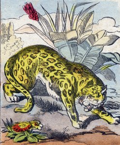 Jaguar. Grawerowanie w „Buffon Alphabet des Animaux”. III seria N 1. Obrazowanie Epinal, Epinal, koniec XIX wieku. 16 stron. Wymiary: 28x21cm autorstwa French School