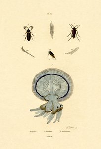 Meduza, 1833-39 autorstwa French School