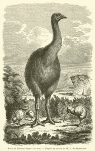 Kiwi i Dinormis ogromne ou moa (Grawerowanie) autorstwa French School