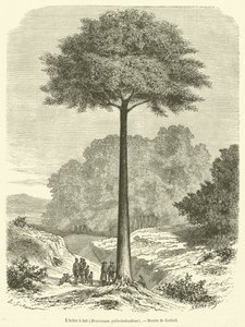 Drzewo mleczne, Brosimum galactodendron (rycina) autorstwa French School