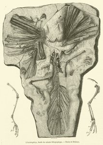 Archaeopteryx, skamielina z litograficznego wapienia (rycina) autorstwa French School