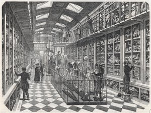 Paryska Szkoła Medyczna - Galeria Anatomii Porównawczej - Grawerowanie w „Tableau-de-Paris” Edmonda Texiera 1852. autorstwa French School