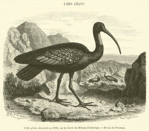 Giant Ibis, odkryty w 1876 roku, nad brzegiem Mekongu w Kambodży (rycina) autorstwa French School
