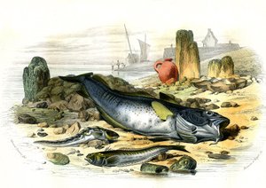 Jajorodna Blennie (Blennius viviparus), poniżej trachine vive i dorsza gadowego - Płyta wydobyta z Histoire Naturelle przez Bernarda Germaina de Lacepede (1856-1925), wydanie P.Furme, Paryż autorstwa French School