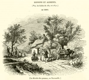 Zbiór jabłek w Normandii (grawerowanie) autorstwa French School