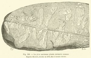 Najstarsza znana roślina lądowa (rycina) autorstwa French School