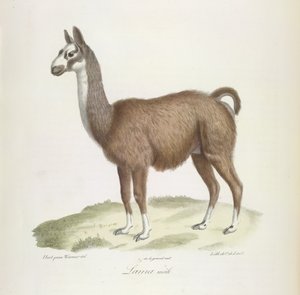 Samiec lamy, z historii naturalnej ssaków (kolor lito) autorstwa French School