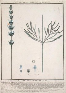 Lawendowy kolec, talerz z „Plante Medicinale de la France” (kolorowy grawerunek) autorstwa French School