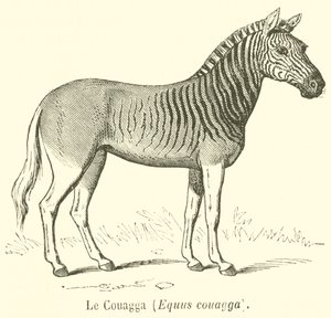 Le Couagga, Equus couagga (grawerowanie) autorstwa French School