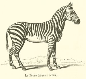 Le Zebre, Equus zebra (grawerowanie) autorstwa French School