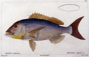 Dentex z "Histoire naturelle des poissons" Cuviera, Valenciennes, Paryż autorstwa French School