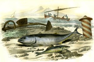 Le thon (Scomber Thynnus), le mackereau (Scomber Scombrus) - Płyta wydobyta z Histoire Naturelle przez Bernarda Germaina de Lacepede (1856-1925), wydanie P.Furme, Paryż autorstwa French School