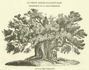 Stary dąb Allouville (grawerowanie) autorstwa French School