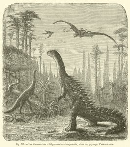 Dinozaury, Stegosaurus i Compsonote, w krajobrazie Araucariae (rycina) autorstwa French School