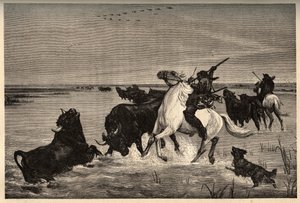 Woły (rasa bydła) z Camargue po malowaniu vayson - grawerowanie w „PATRIE” - grawerowanie w „PATILE” - OPIS PINTUREQUIRESSE DE LA FRANCE W 6 TOMACH LUCIENA HUARDA - koniec XIX wieku autorstwa French School