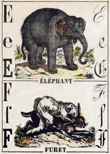 Litera E Słoń; F. Fretka. Grawerowanie w „Alfabet des animaux sauvages””. 9. seria. Obraz Epinal, Pellerin, drukarz-wydawca, ok. 1870 r. Ryciny na drewnie, szablon. 16 stron. Wymiary: 20 x 15 cm. Prywatna kolekcja autorstwa French School