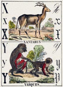 Litera X Ksantarus; Y Yarques. Grawerowanie w „Alfabet Dzikich Zwierząt”. Seria 9. Obraz Epinal, Pellerin, drukarz-wydawca, ok. 1870 r. Ryciny na drewnie, szablonowe. 16 stron. Rozmiar: 20x15 cm. Prywatna kolekcja autorstwa French School