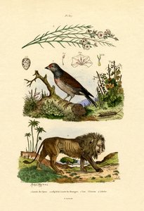 Linnet, 1833-39 autorstwa French School