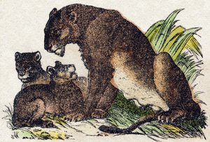 Lwica. Grawerowanie w „Alfabet des animaux sauvages””. 9. seria. Obraz Epinal, Pellerin, drukarz-wydawca, ok. 1870 r. Ryciny na drewnie, szablon. 16 stron. Wymiary: 20 x 15 cm. Prywatna kolekcja autorstwa French School