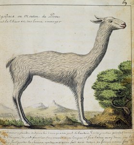 Lama, Peru, akwarela z dziennika pokładowego Jacquesa Gouina de Beauchesne (1652-1730), kapitan Compagnie Royale de la Mer du Sud, od 1698 do 1701, Francja autorstwa French School