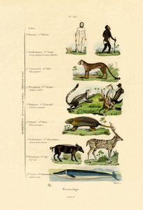 Mammologia, 1833-39 autorstwa French School
