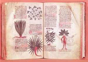 Mandragora z traktatu Dioscoridesa (AD 40-c.90) autorstwa French School