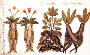 Mandragora, imbir, Luna Campana autorstwa French School