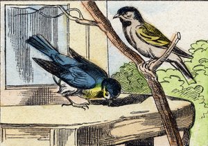 Wiadomość. Grawerowanie w "Buffon Alphabet des Oiseaux n 1". 3. Seria N 1. Obrazowanie Epinal, Epinal, koniec XIX wieku. 16 stron. Wymiary: 28x21 cm autorstwa French School
