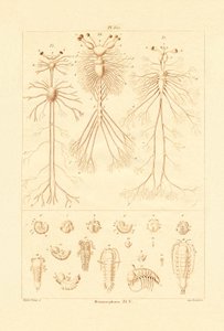 Metamorfoza, 1833-39 autorstwa French School
