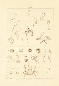 Metamorfoza, 1833-39 autorstwa French School